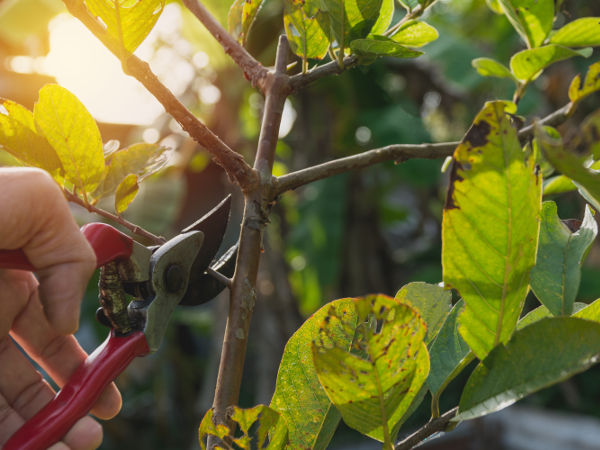Gardener pruning trees with pruning shears on nature background.